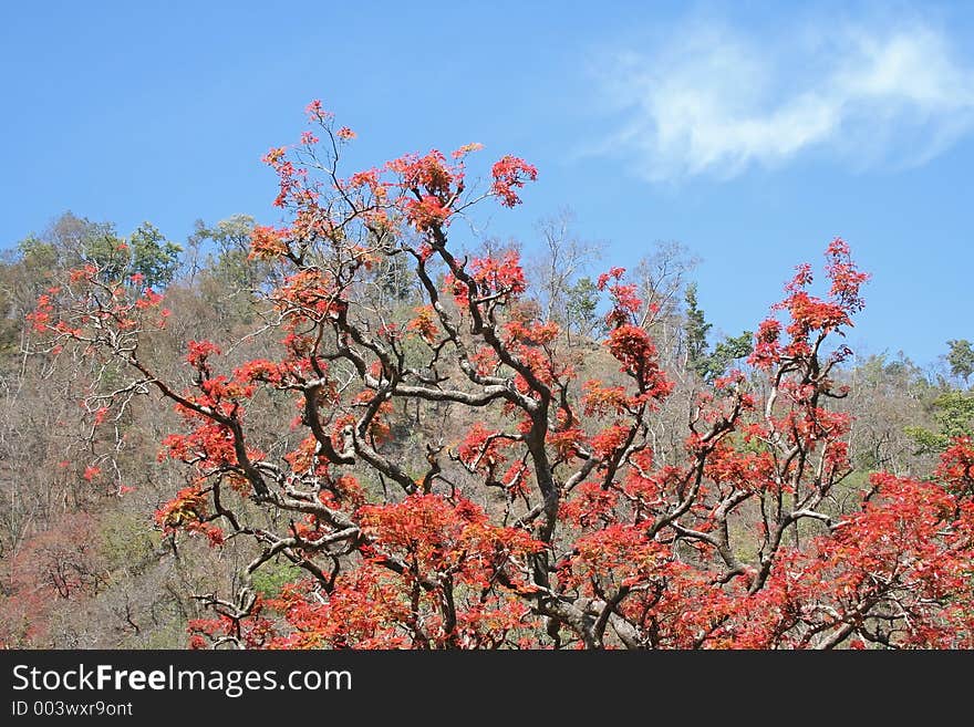 Indian spring is like north american autumn/fall. A few species of Tree leaves change to red color before turning green. Indian spring is like north american autumn/fall. A few species of Tree leaves change to red color before turning green