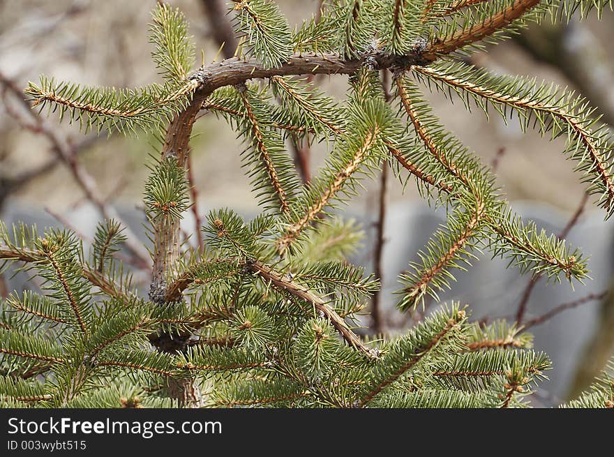 Top of the fir-tree. Top of the fir-tree.