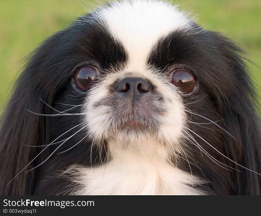 The dog portrait on a neutral background