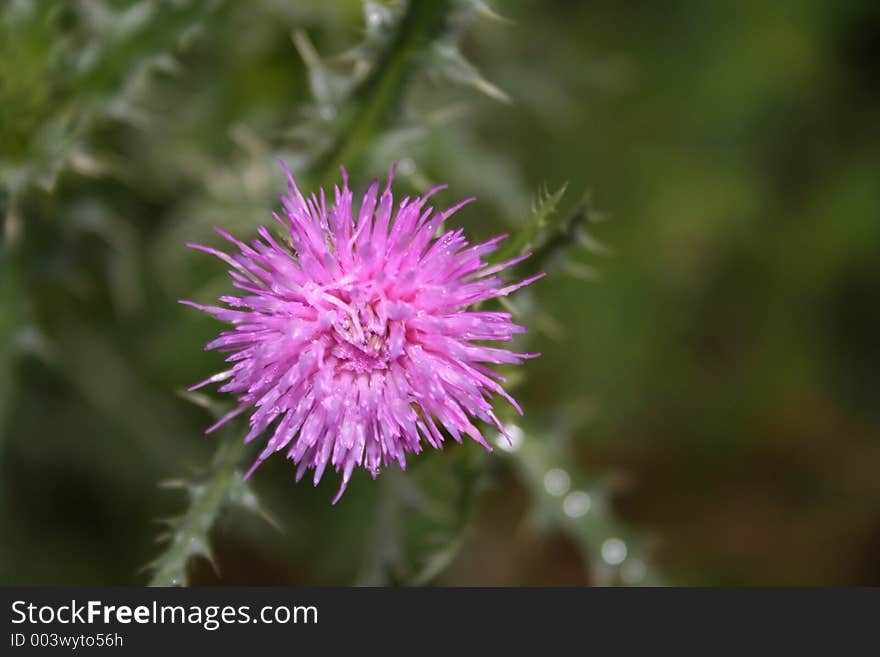 Pink flower