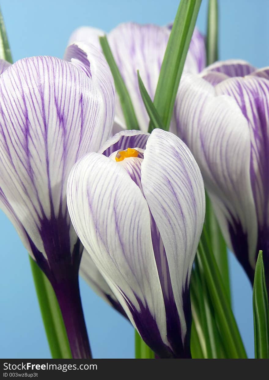 Bunch of crocus flowers. Bunch of crocus flowers