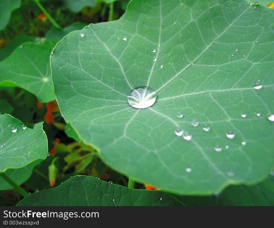 Drop of water on the plant. Drop of water on the plant