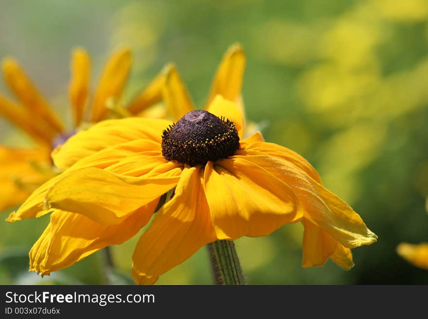 Brown Eyed Susan