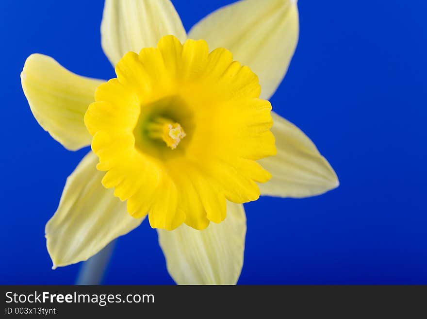 Single daffodil flower on the blue background.