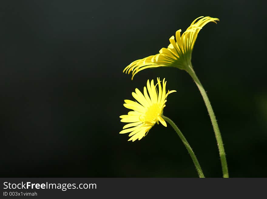 Daisies