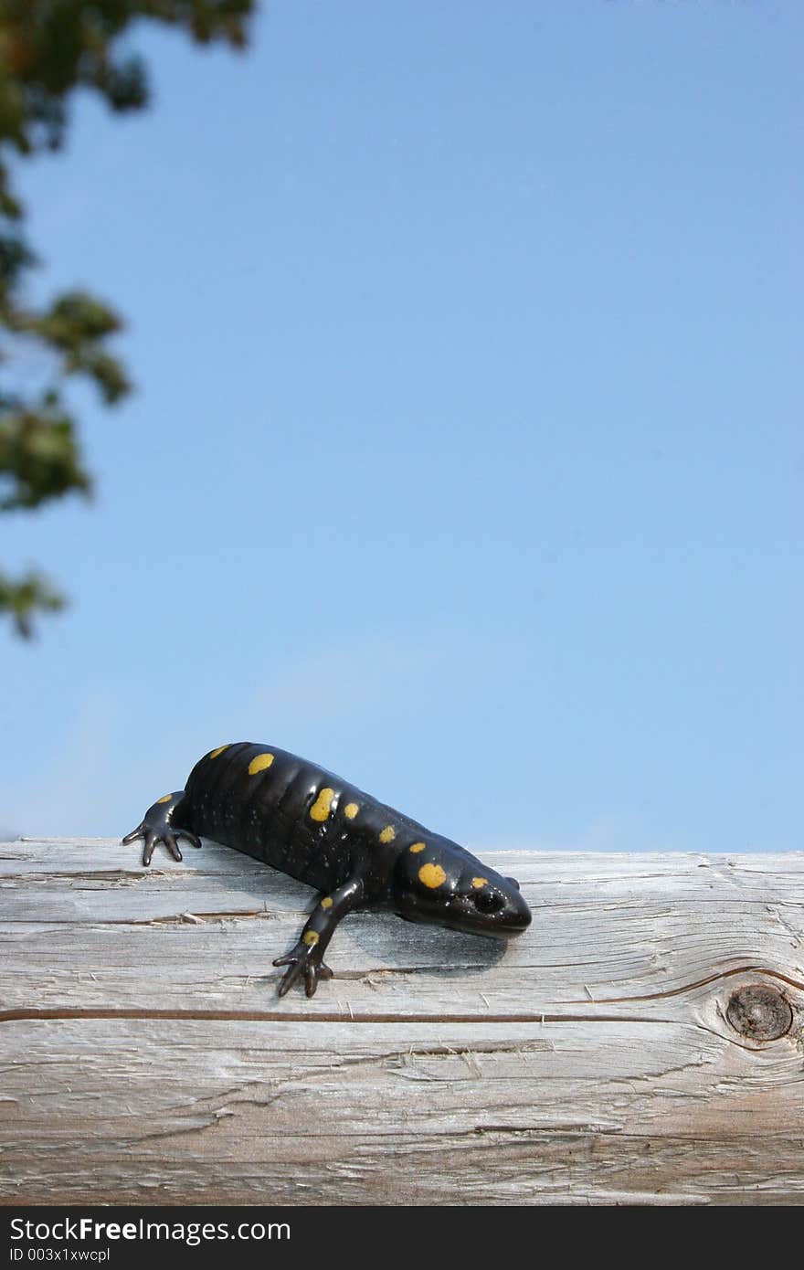 Newt on Fence