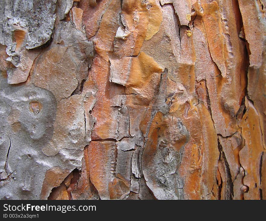 Pine bark