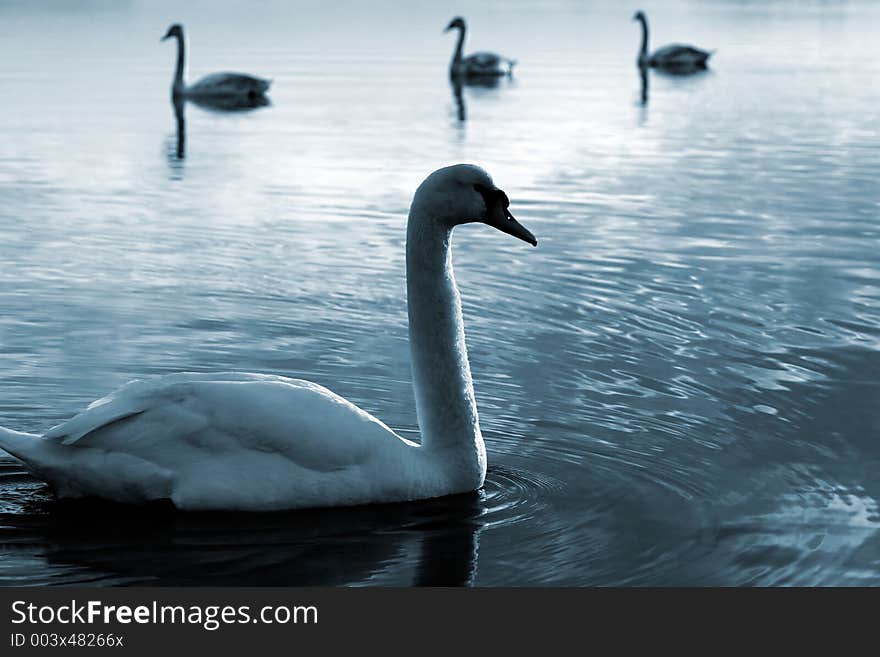 Family of swans swimming, blue.