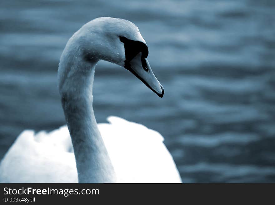 Swan3