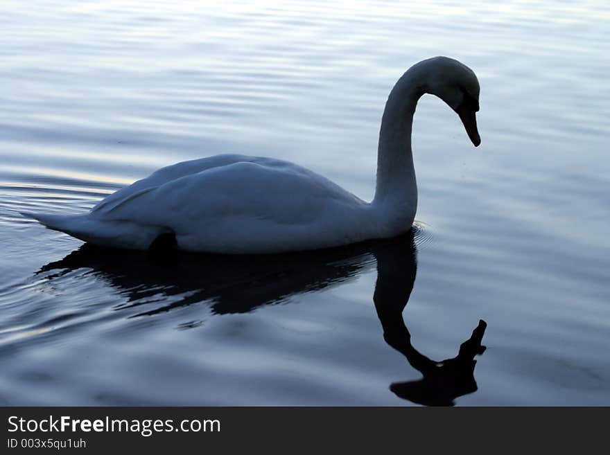 Swan swimming in a lake. Swan swimming in a lake