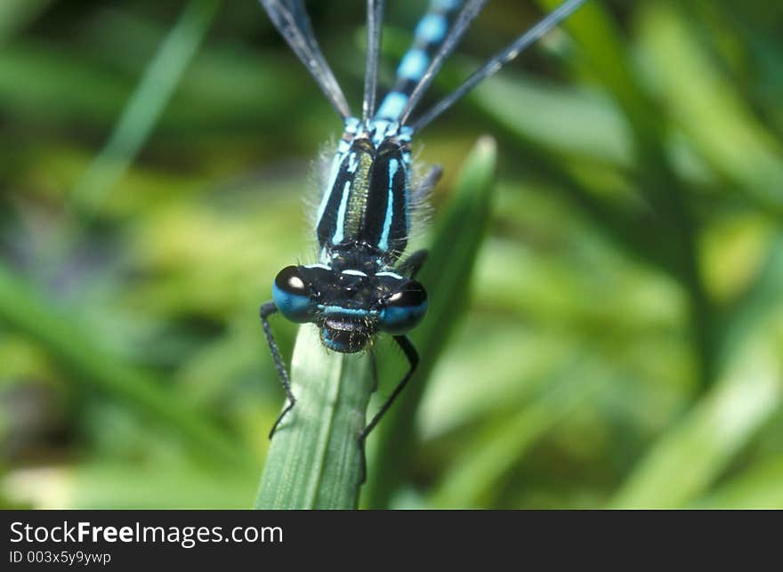 Blue damselfly