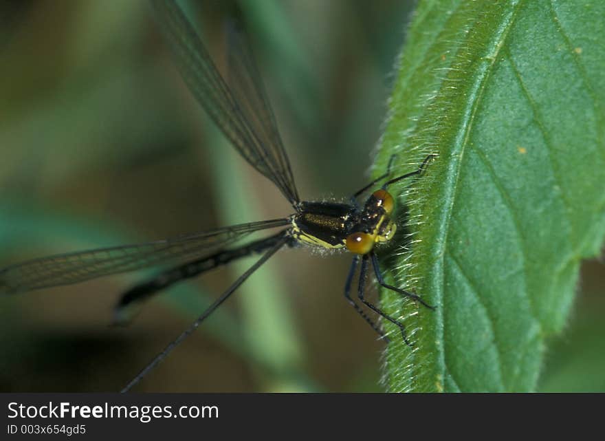 Yellow damselfly