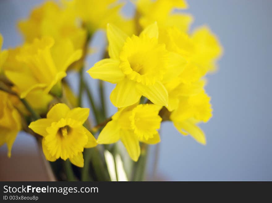 A display of daffodils in a vase on a table in front of a blue wall. A display of daffodils in a vase on a table in front of a blue wall