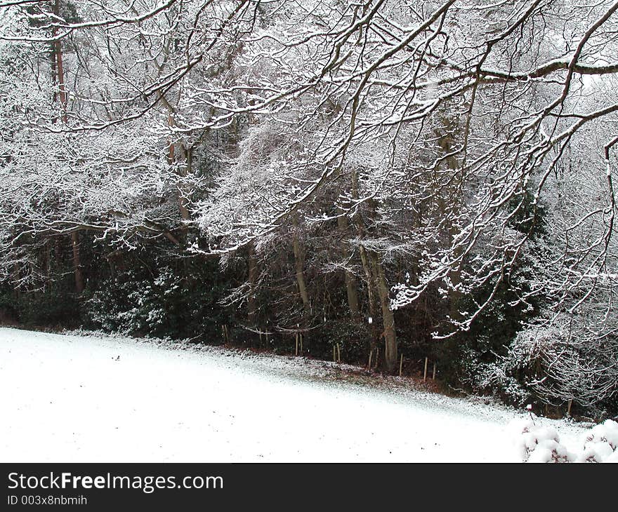 Fresh snowfall covers a paddock and the branches of overhanging trees. Fresh snowfall covers a paddock and the branches of overhanging trees