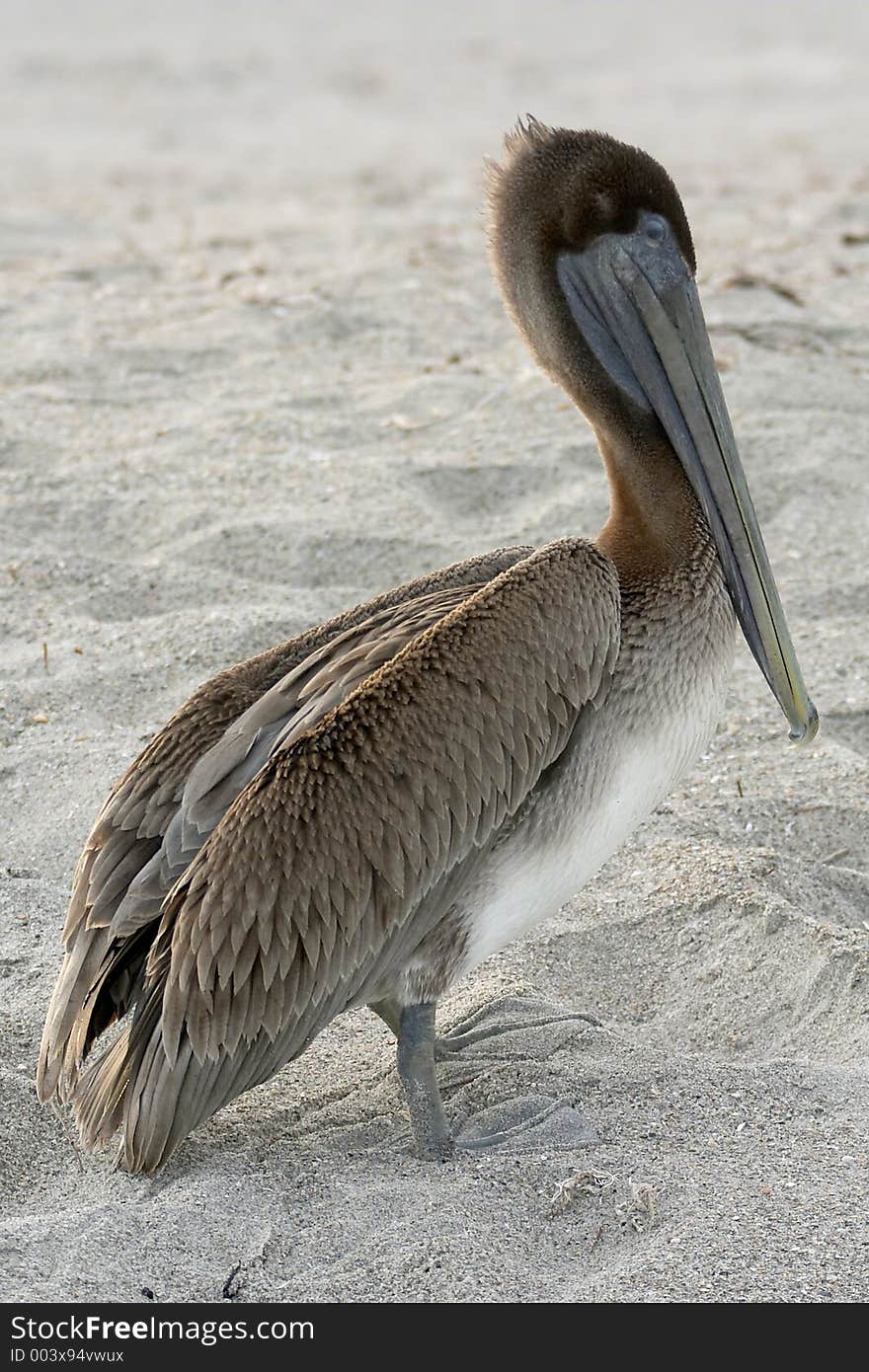 A brown pelican on the beach. A brown pelican on the beach