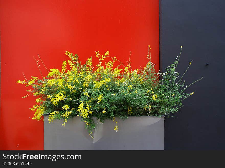 Yellow flowers