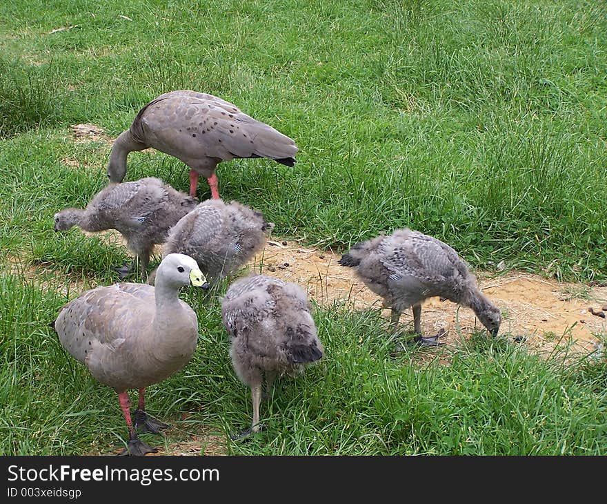 Cape barren geese