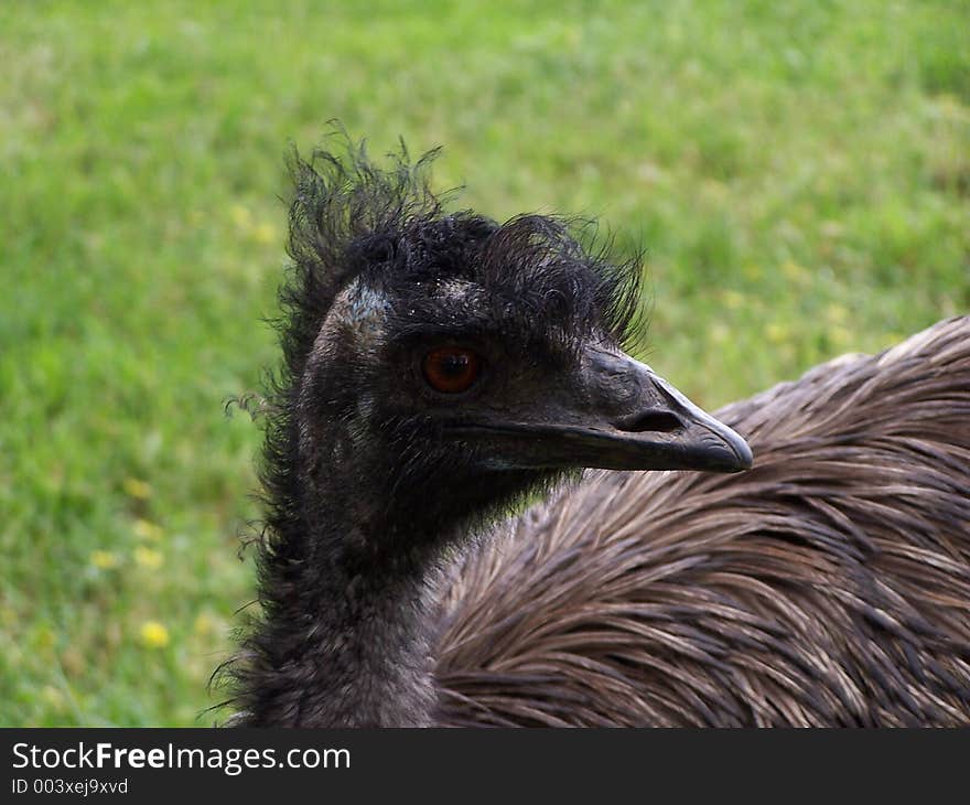 Australian emu