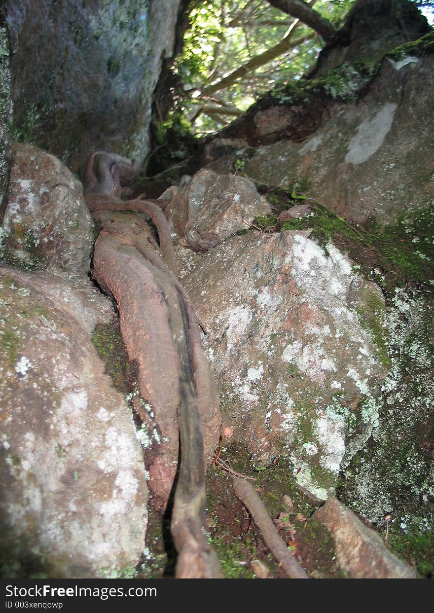 Rock and wood in the forest