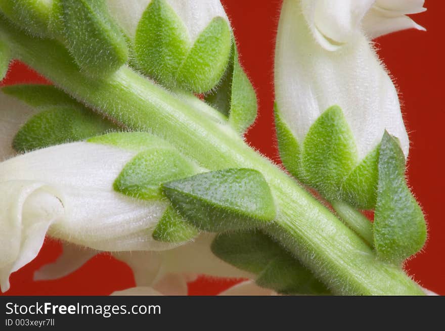 Snapdragon Macro, detail of flowers