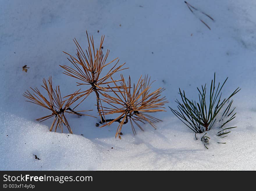 Pine branches in a snow.