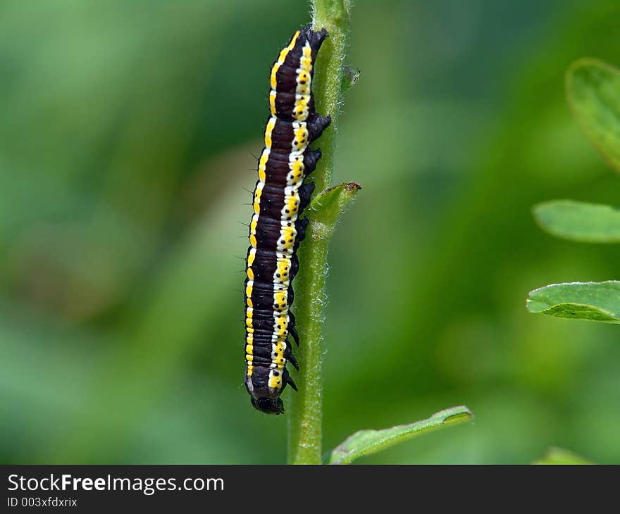 Caterpillar of butterfly Cucullia lucifuga.