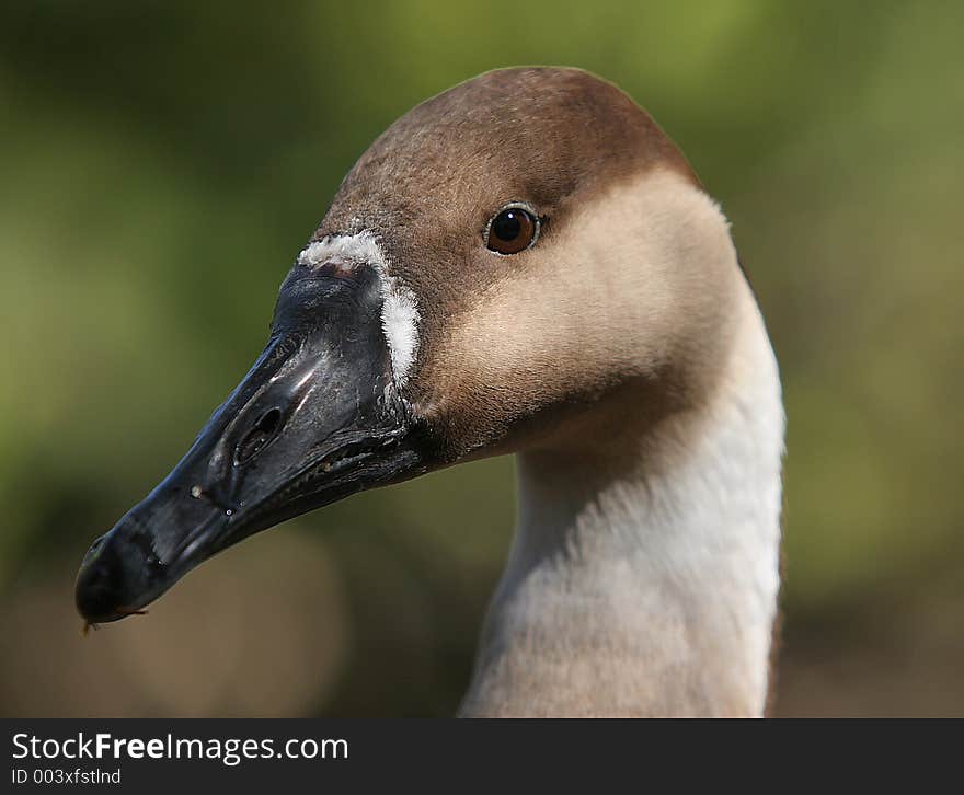 Portrait Of A Bird