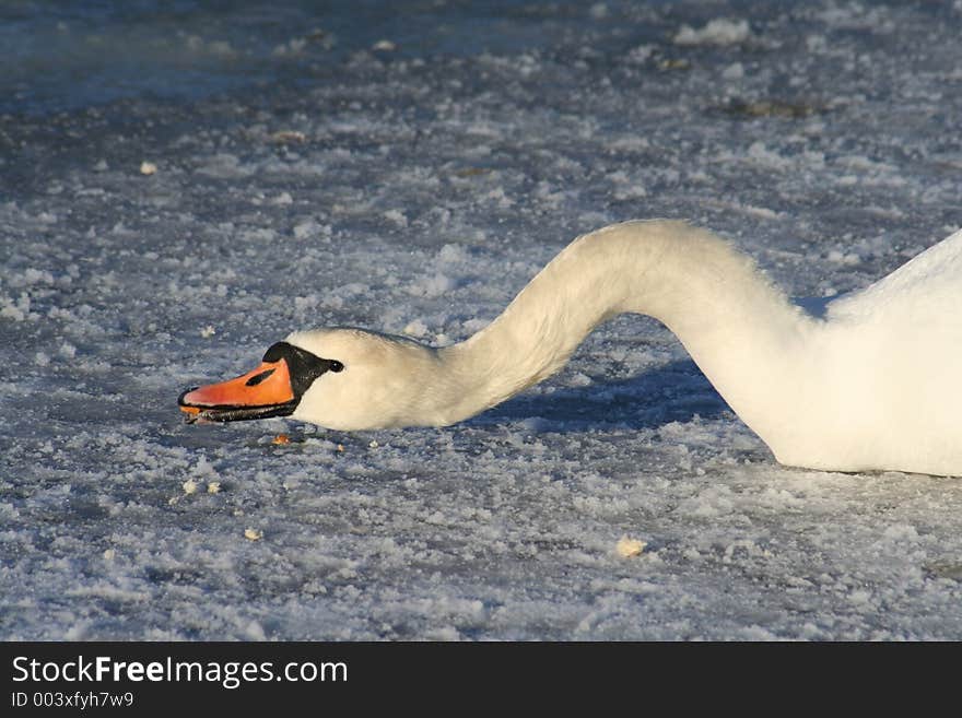 Swan eating