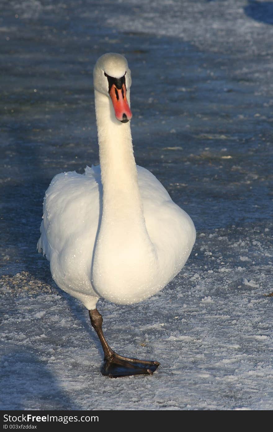 White swan