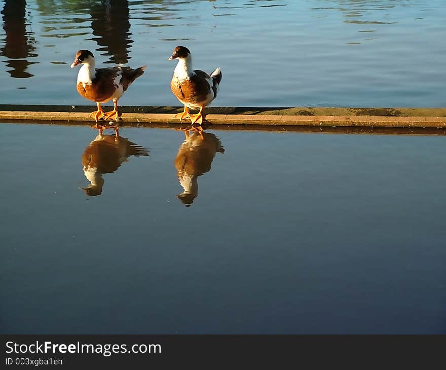 Ducks by the water. Ducks by the water