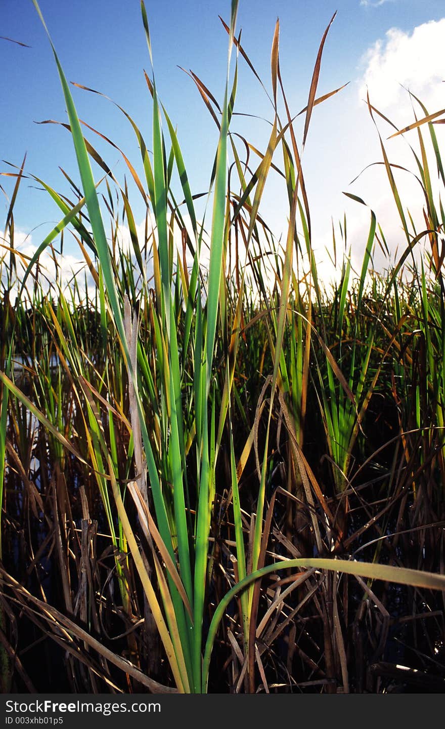 Close up of grass