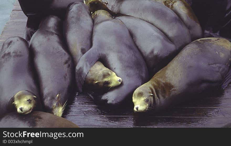 Sea Lions sleeping at the water frount at Sanfrancisco, USA - Fisherman's Wharf, Californian Long Eared Seals.