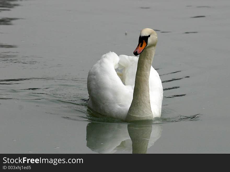 Swimming Swan