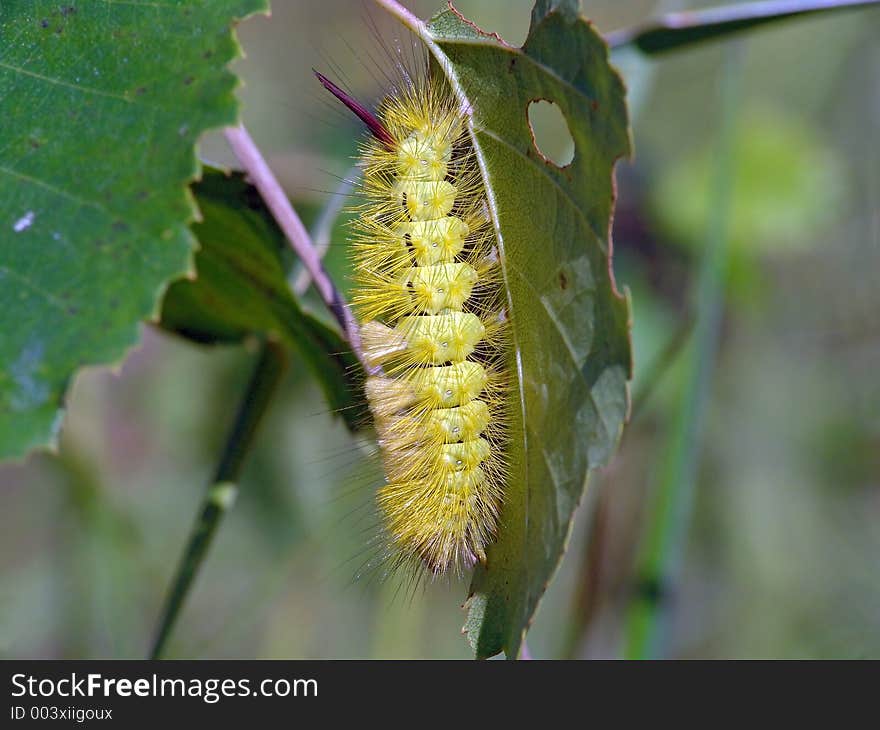 A caterpillar of butterfly Dasychira pudibunda families Lymantriidae. The photo is made in Moscow areas (Russia). Original date/time: 2004:09:01 11:22:21. A caterpillar of butterfly Dasychira pudibunda families Lymantriidae. The photo is made in Moscow areas (Russia). Original date/time: 2004:09:01 11:22:21.