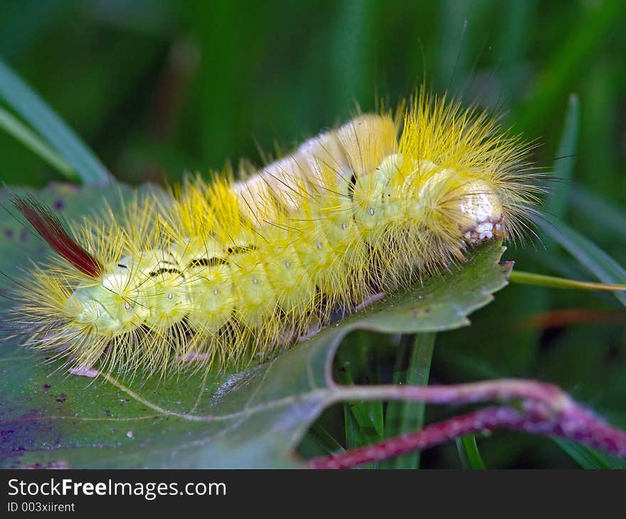 A caterpillar of butterfly Dasychira pudibunda families Lymantriidae. The photo is made in Moscow areas (Russia). Original date/time: 2004:09:01 13:36:42. A caterpillar of butterfly Dasychira pudibunda families Lymantriidae. The photo is made in Moscow areas (Russia). Original date/time: 2004:09:01 13:36:42.