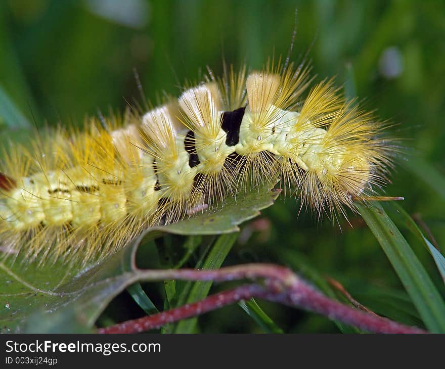 Caterpillar of butterfly Dasychira pudibunda.