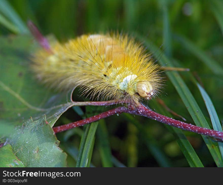 Caterpillar of butterfly Dasychira pudibunda.