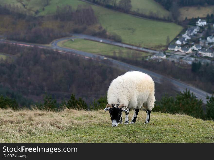 Isolated sheep on hillside above town. Isolated sheep on hillside above town.