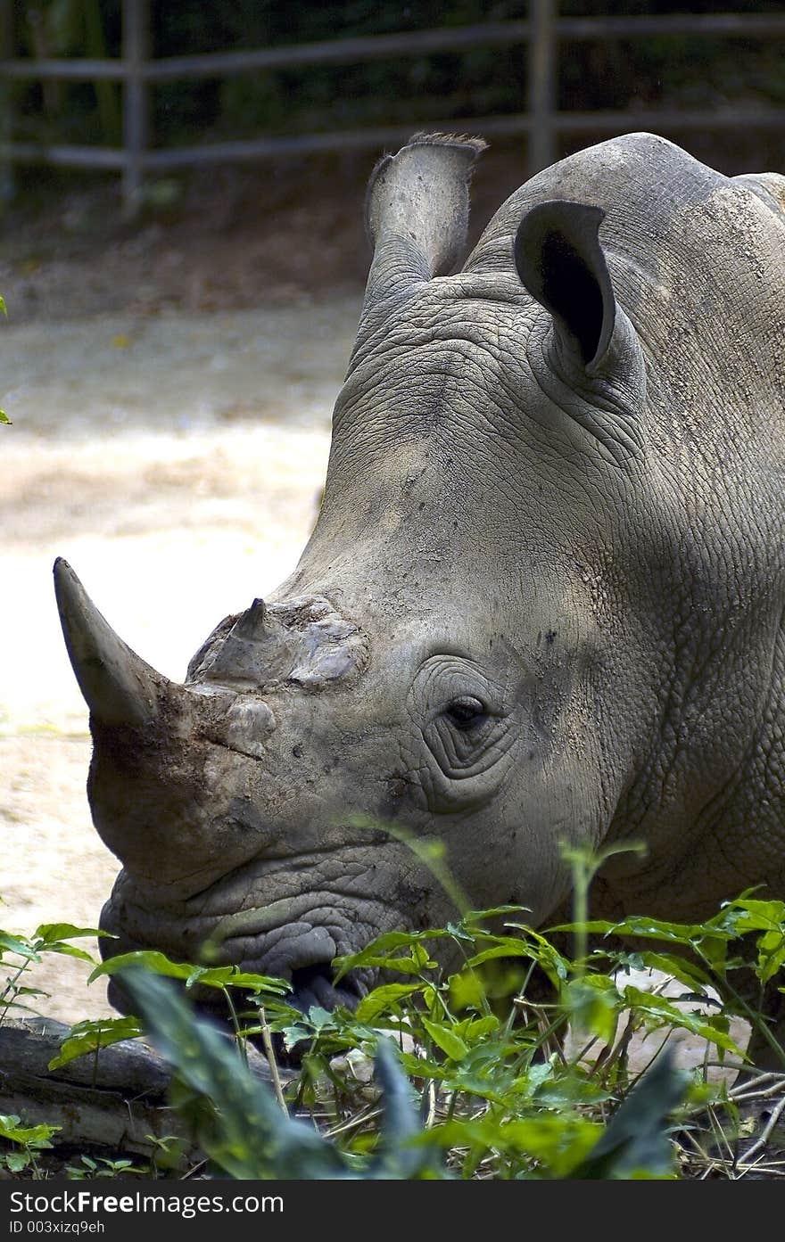 Rhino lying down