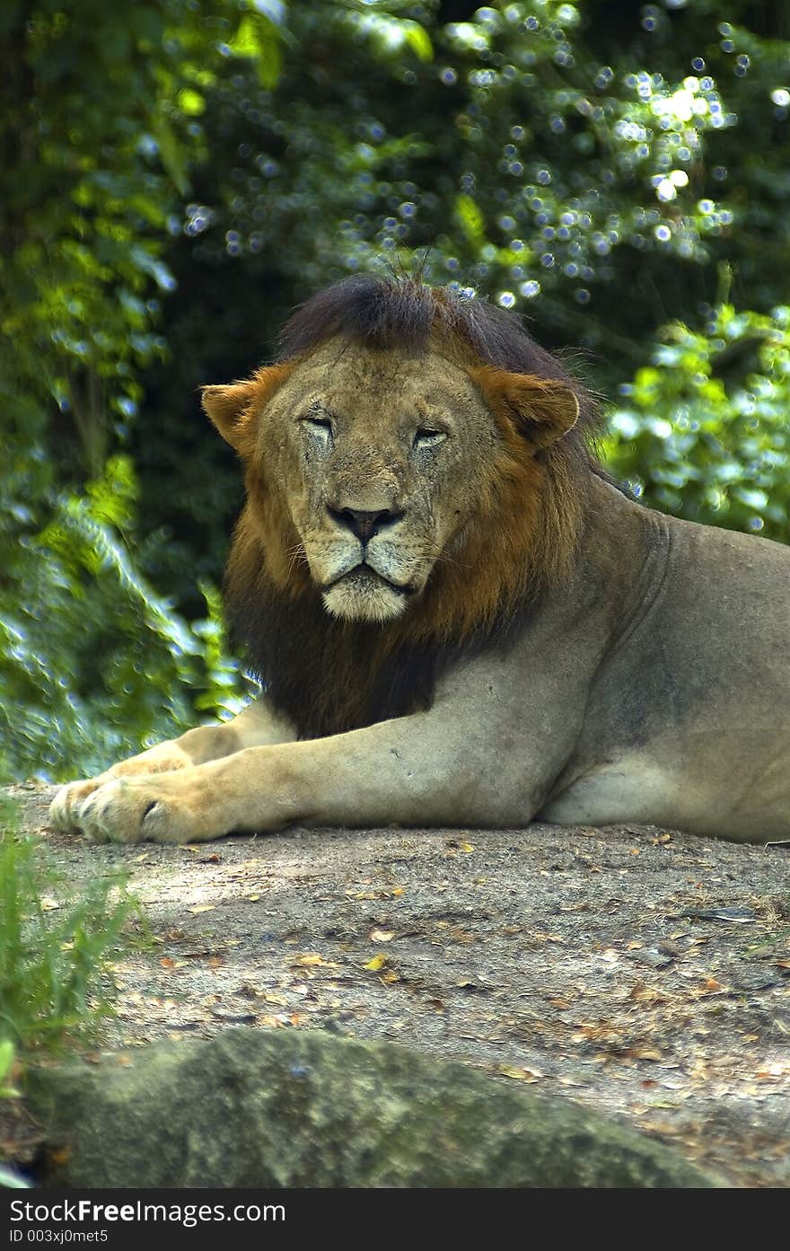 Lion head shot