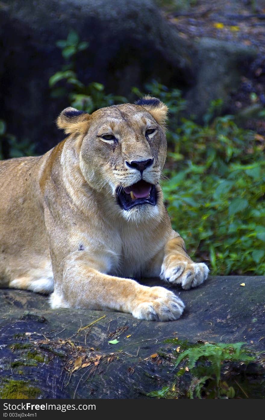 Female Lion