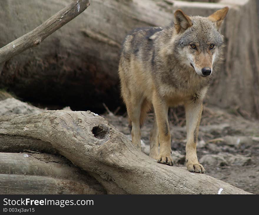 Timber Wolf (canis Lupus)