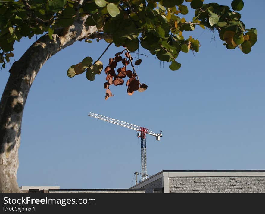 Tower Crane & Trees