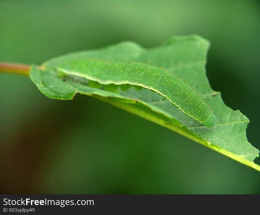 Caterpillar Of Butterfly Gonepteryx Rhamni.