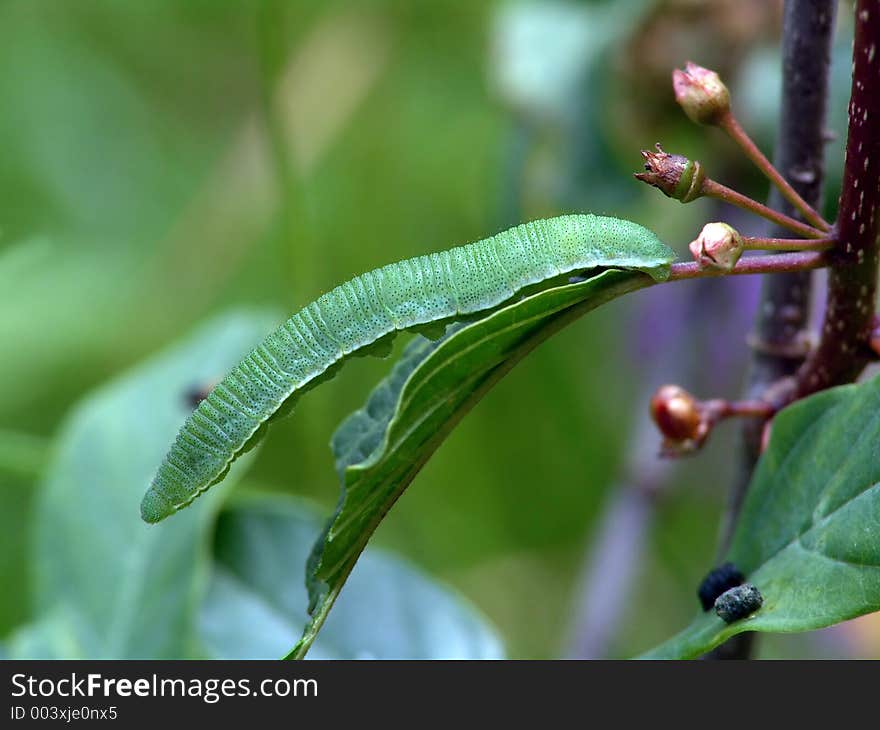 A caterpillar of butterfly Gonepteryx rhamni families Pieridae on leaf Frangula alnus. The photo is made in Moscow areas (Russia). Original date/time: 2004:06:29 12:05:48. A caterpillar of butterfly Gonepteryx rhamni families Pieridae on leaf Frangula alnus. The photo is made in Moscow areas (Russia). Original date/time: 2004:06:29 12:05:48.