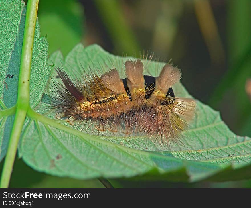 Caterpillar of butterfly Dasychira pudibunda.