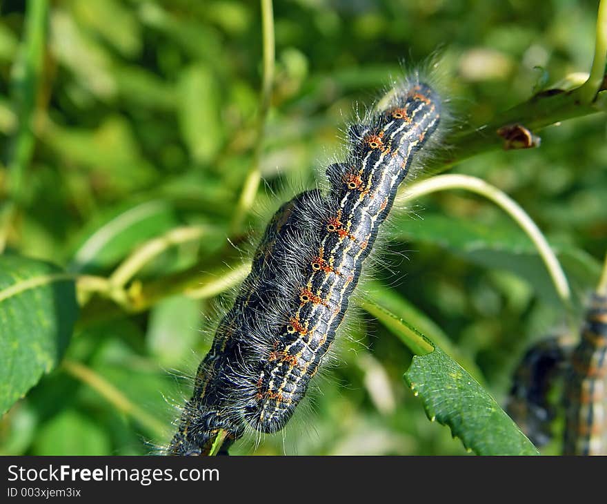 Caterpillar of butterfly Phalera bucephala.