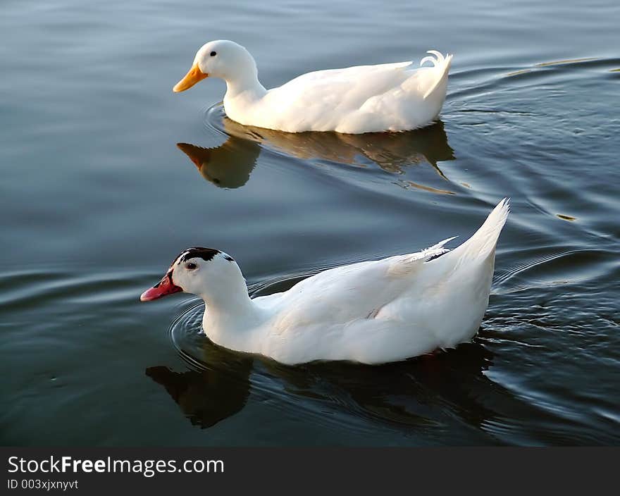 Two ducks swimming in a river