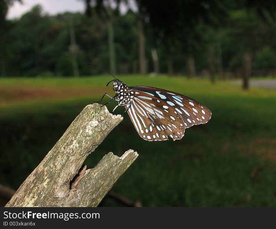 Perched Butterfly