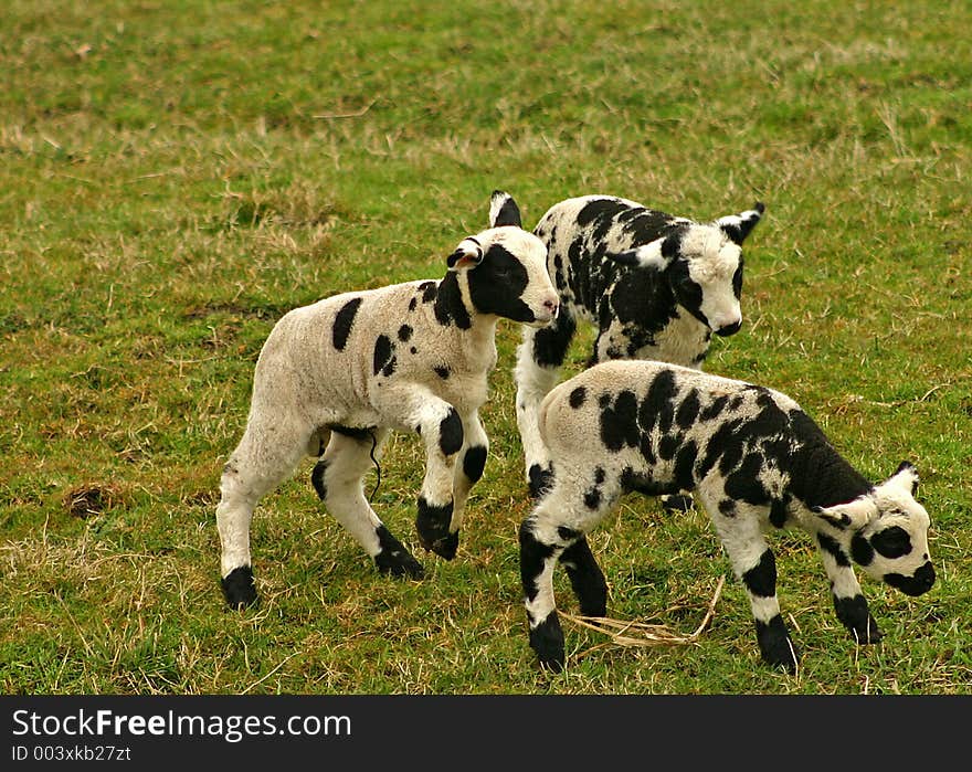 Group of three small black and white lambs playing together. Group of three small black and white lambs playing together